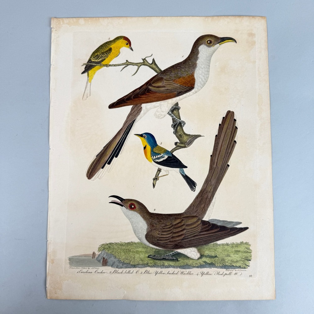 Antique Alexander Wilson Plate 28 Hand Colored Bird Engraving A Lawson